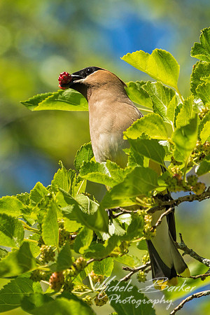 Cedar Waxwing