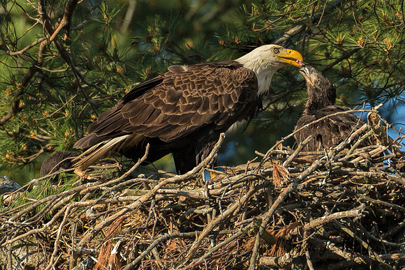 Bald Eagle feeding chick