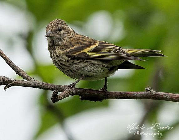 Pine Siskin