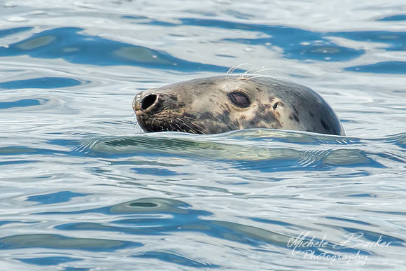Harbor Seal