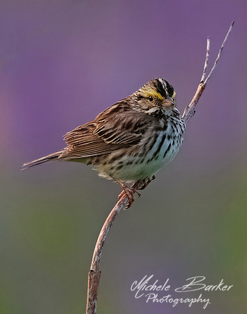 Savannah Sparrow