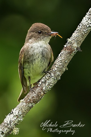 Eastern Phoebe