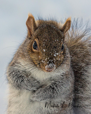 Grey Squirrel