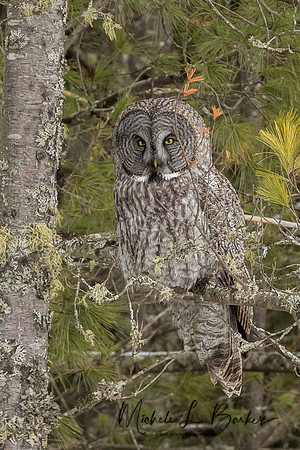 Great Gray Owl