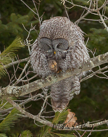 Great Gray Owl