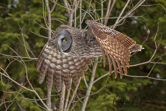 Great Gray Owl