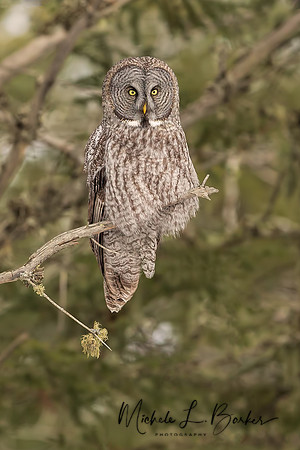 Great Gray Owl
