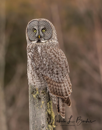 Great Gray Owl