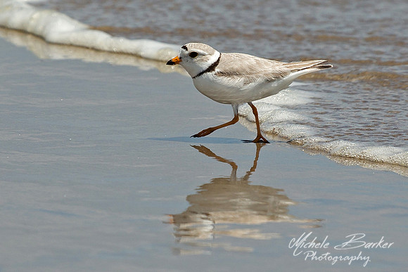Male Piping Plover