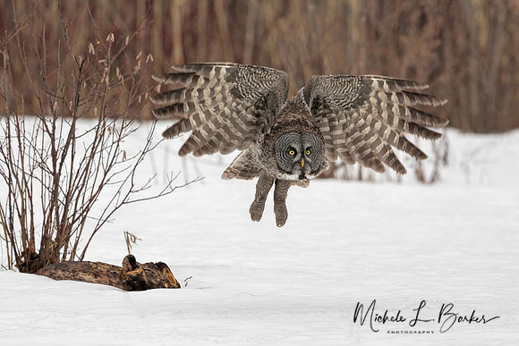 Great Gray Owl