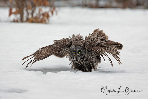Great Gray Owl