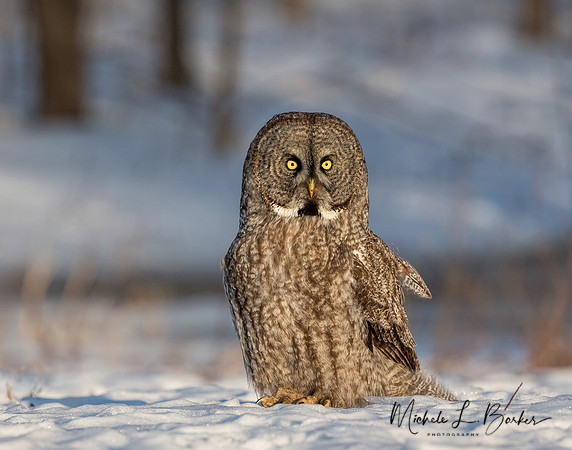 Great Gray Owl