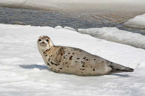 Harbor Seal
