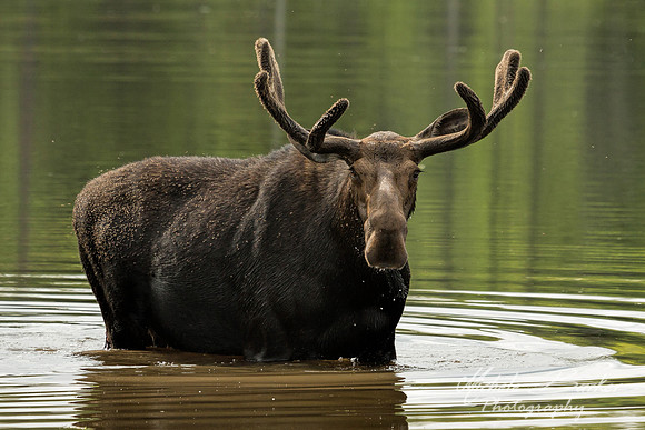 Bull Moose
