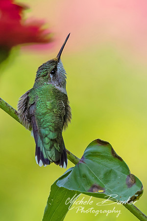 Ruby-throated Hummingbird