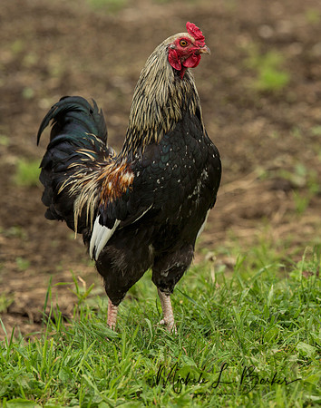 Rooster