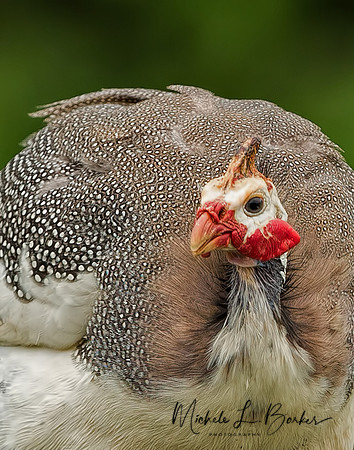Guinea Fowl