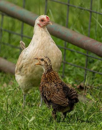 Chickens