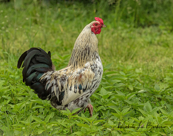 Rooster