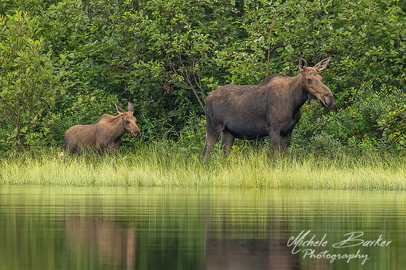 Cow and Calf
