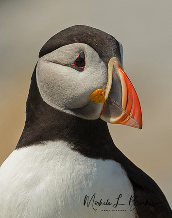 Puffin