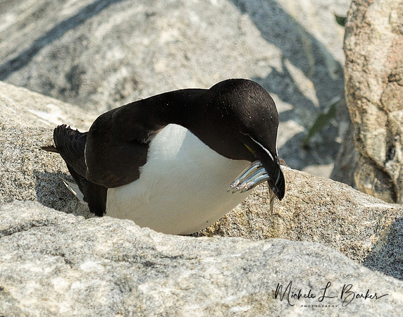 Razorbill with a beak full of fish