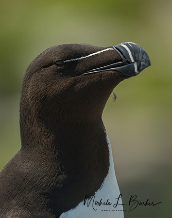 Razorbill