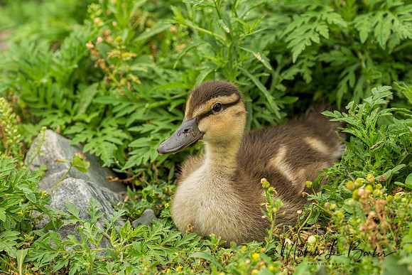 Mallard Duckling