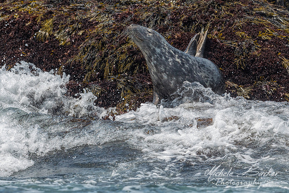 Harbor Seal