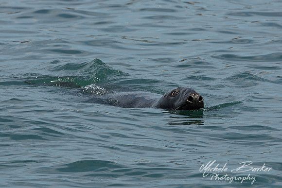 Grey Seal