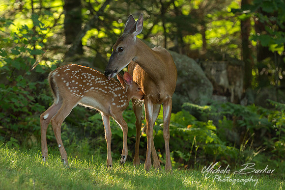 White Tail Deer with Fawn
