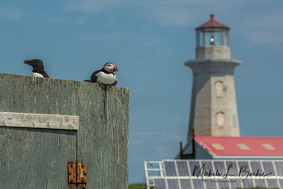 Machias Seal Island