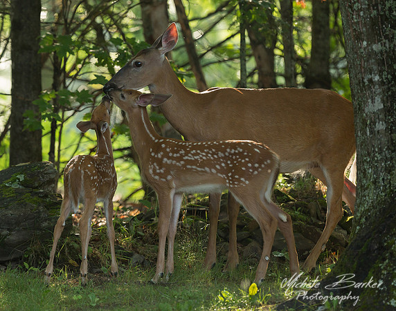 White Tail Deer with Fawns