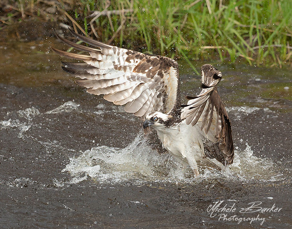 Osprey