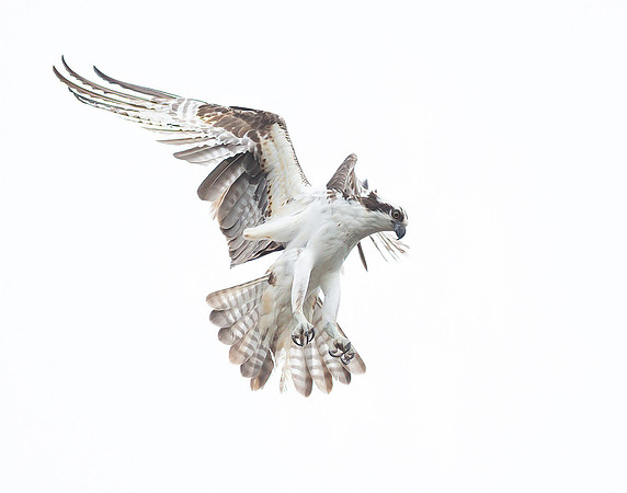 Osprey hovering