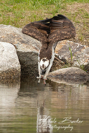 Osprey Dive