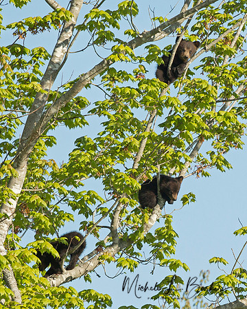 Black Bear Cub Triplets in Tree