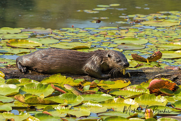 North American River Otter