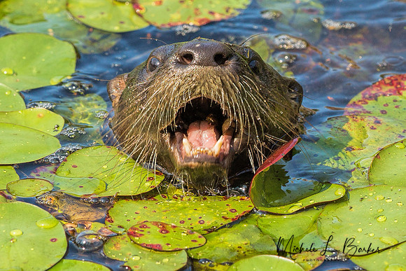 North American River Otter