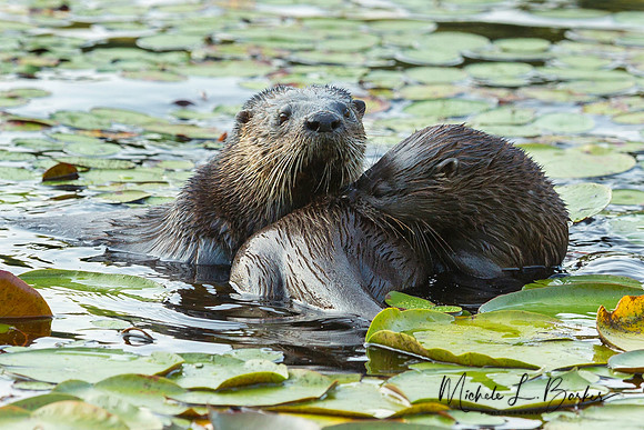 North American River Otters