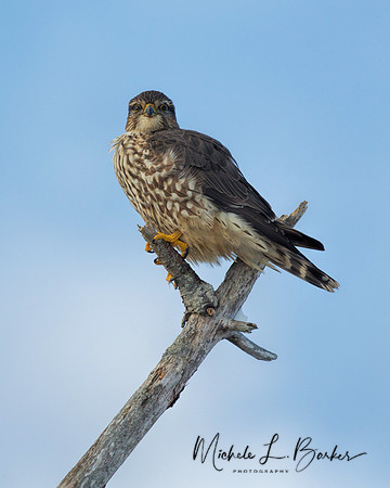 Merlin