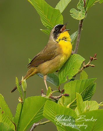 Common Male Yellowthroat Warbler