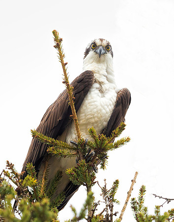 Osprey