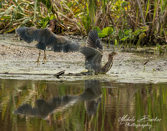 Juvenille Green Herons