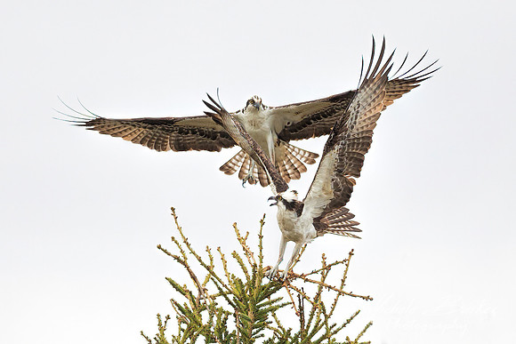 Ospreys competing for a perch
