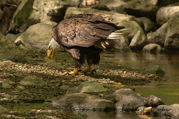 Bald Eagle with fish just caught