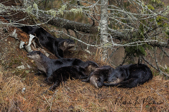 North American River Otter Family