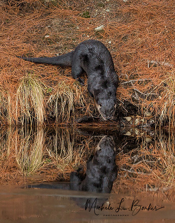 North American River Otter