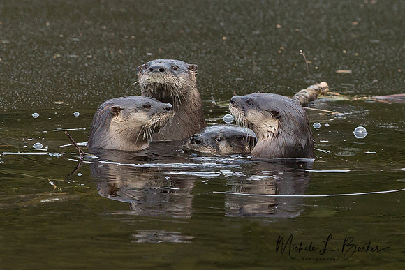 North American River Otter Family