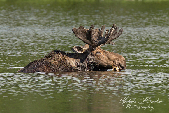 Bull Moose